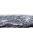 �̼���-�������